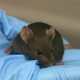 Illustration for article titled Rodents That Go Missing in Scientific Papers Can Skew Results